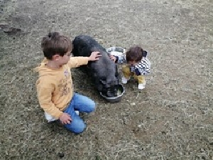 Lekker de dieren aaien op de boerderijcamping Knuffelen met de dieren op de boerderijcamping